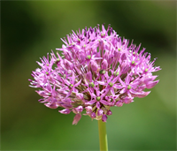 Allium Pink Jewel 3 løg